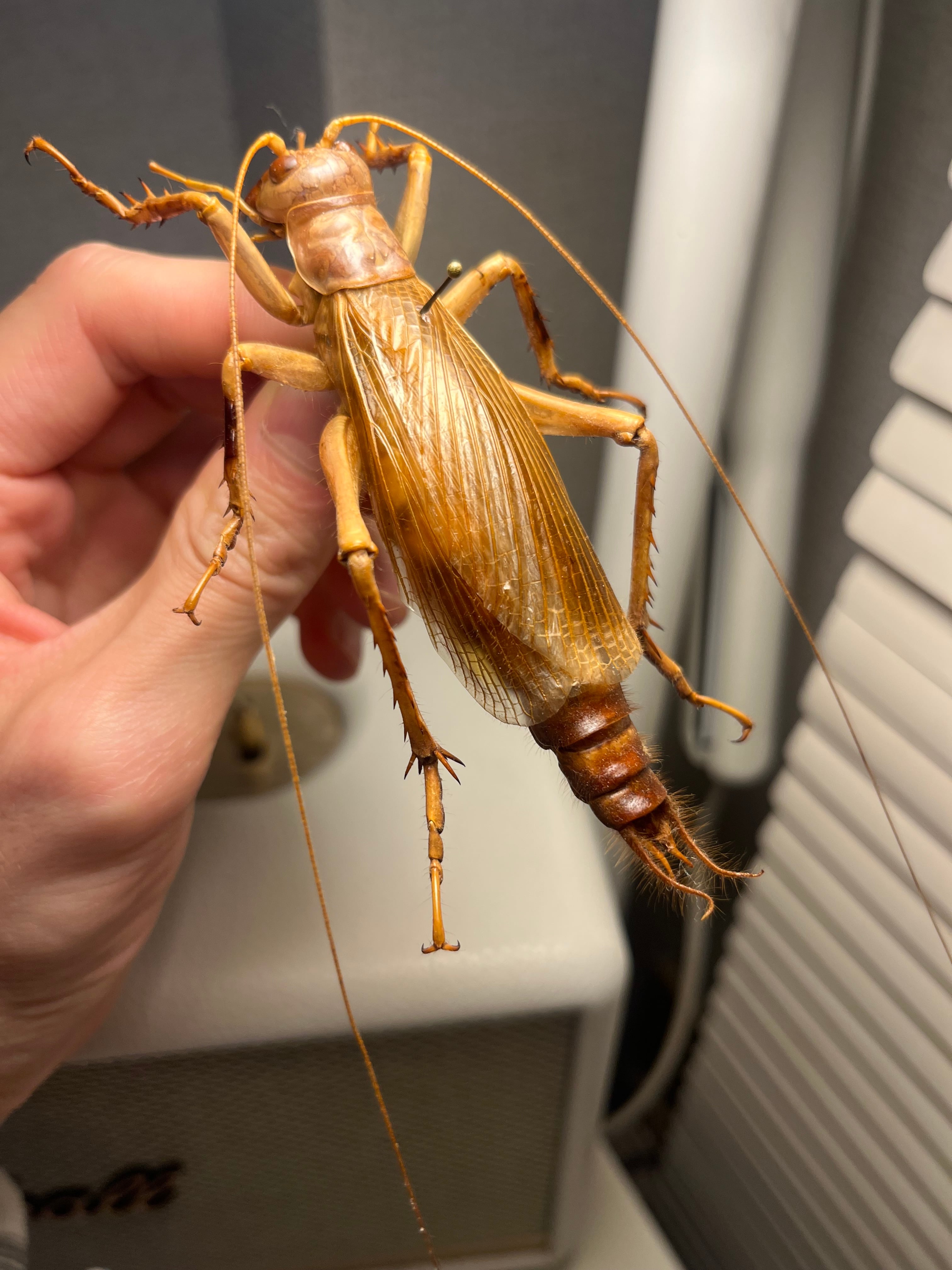 大人気種】リオック Sia ferox コロギス 昆虫標本デュビアタランチュラ