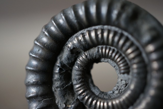 イギリス産黄鉄鉱化アンモナイト  Pyritized Ammonite 1518