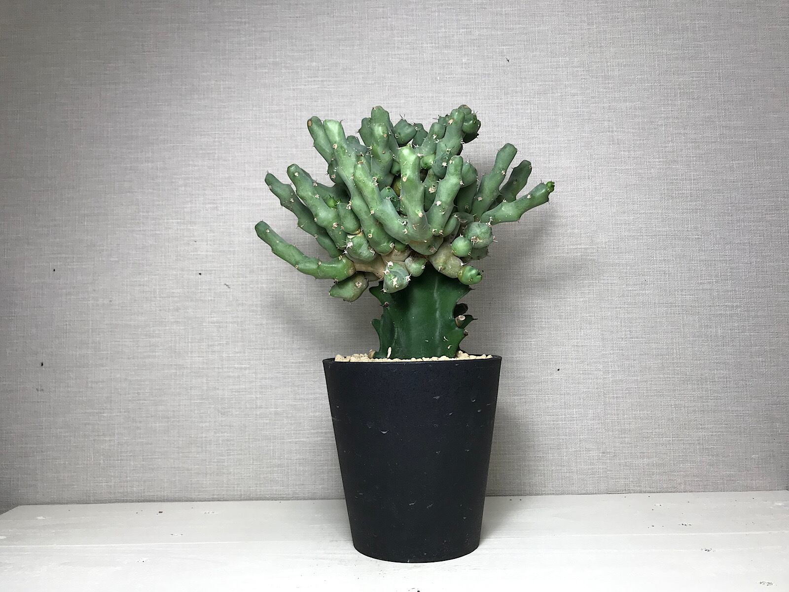 ユーフォルビア クリビコラ