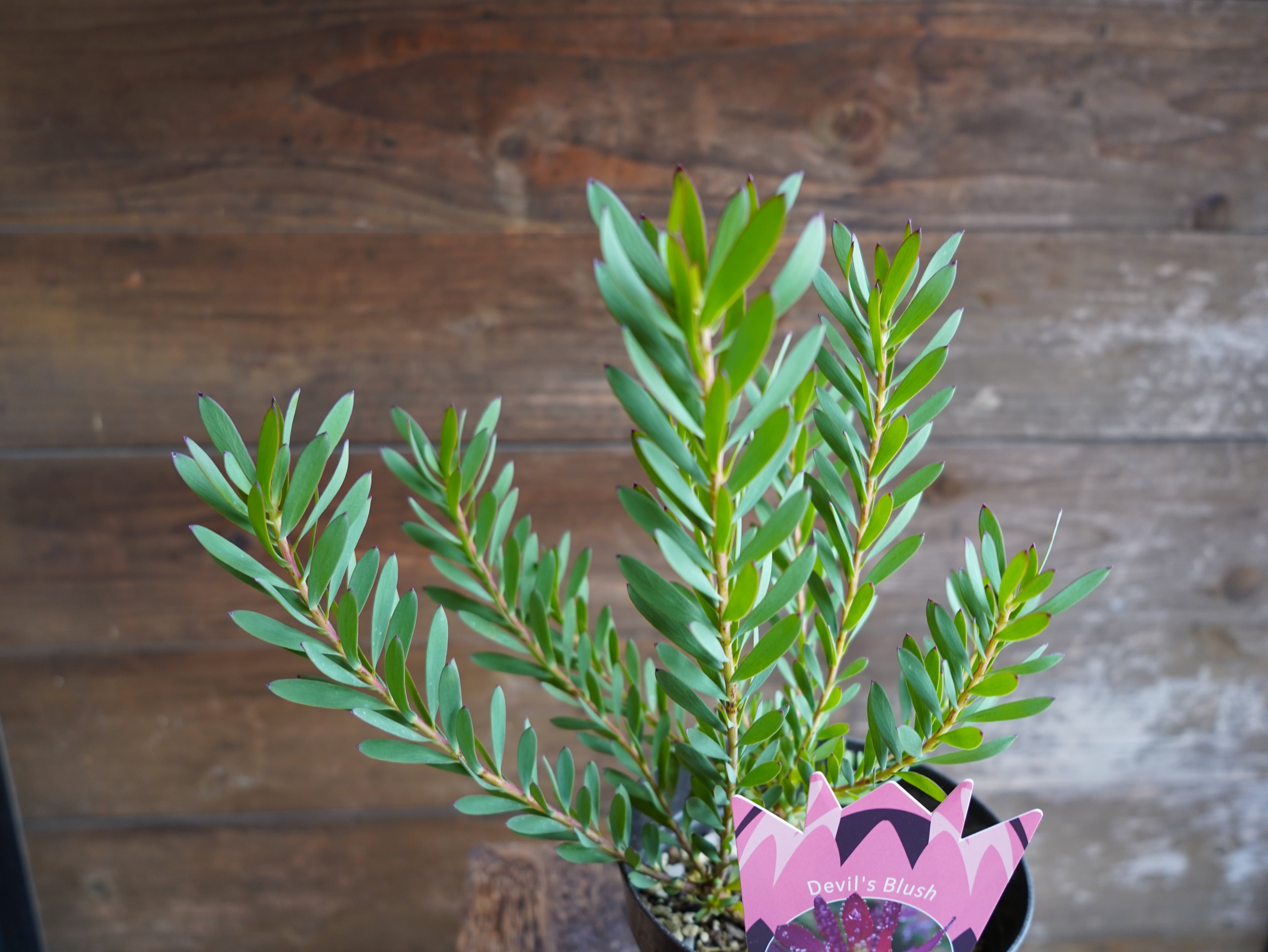 【現物】リューカデンドロン　”Devils Blush”