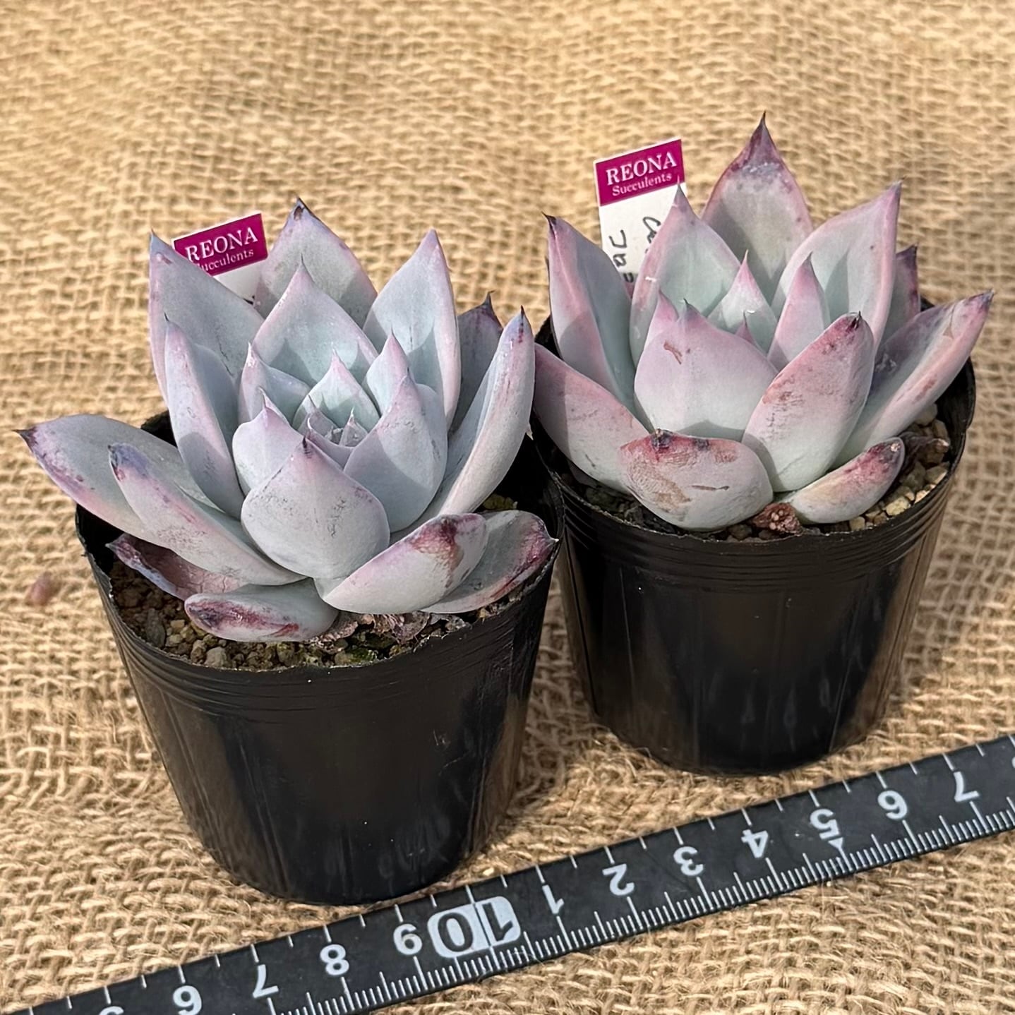 ブラックサバス コロラータ ルーフ2苗セット 管理番号5 | REONA Succulents