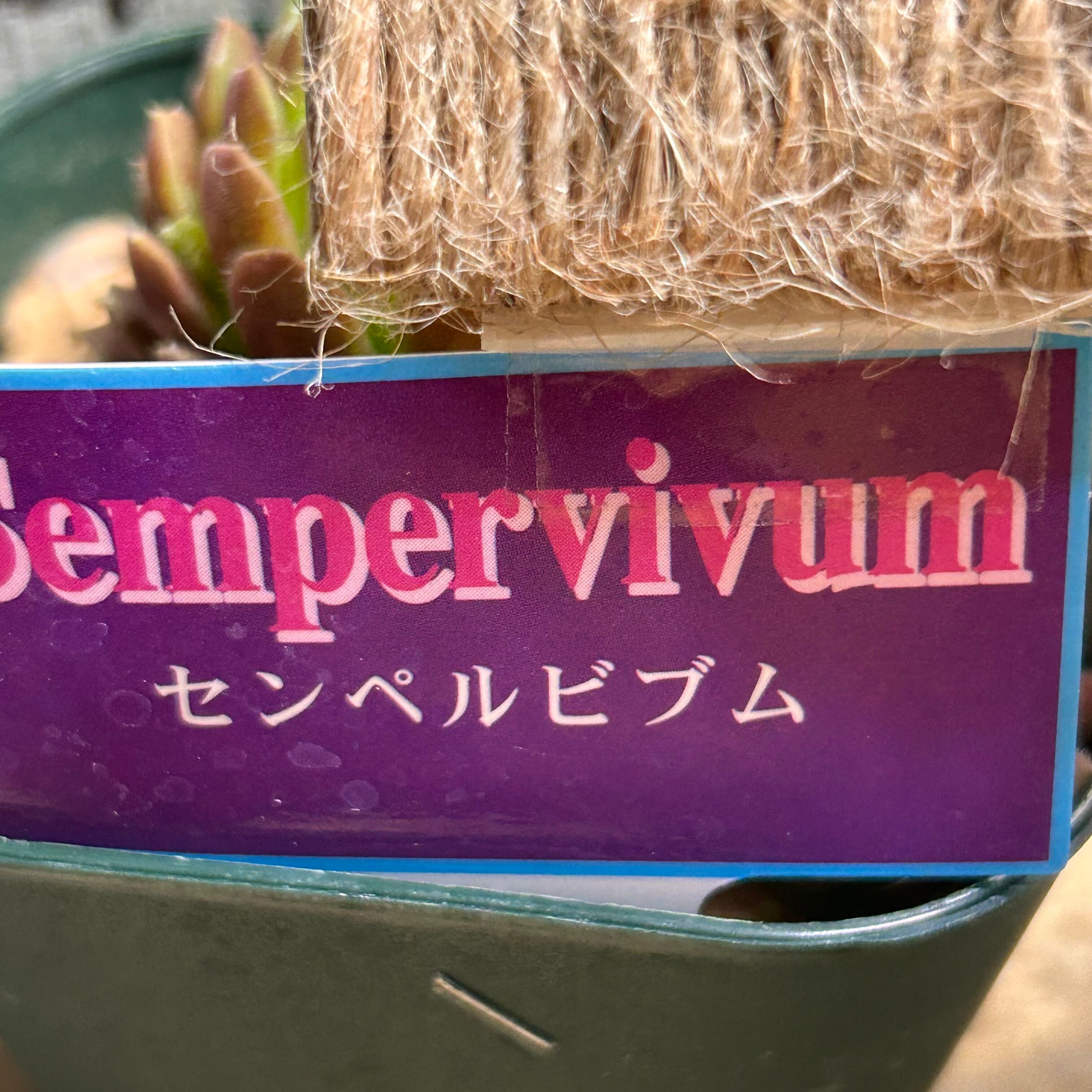 センペルSP | RuPo 多肉植物専門店