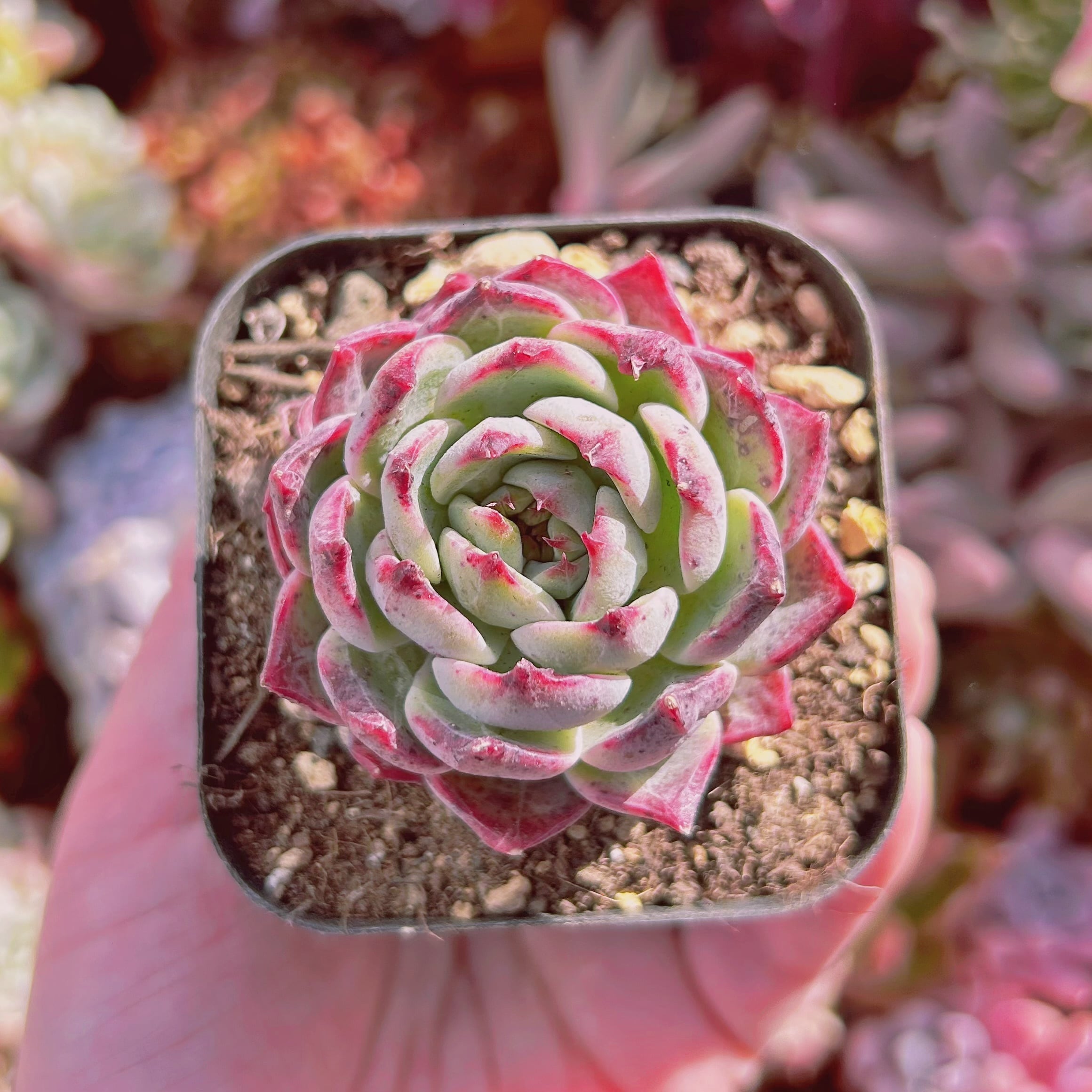 #852現物　多肉植物　クランベリー