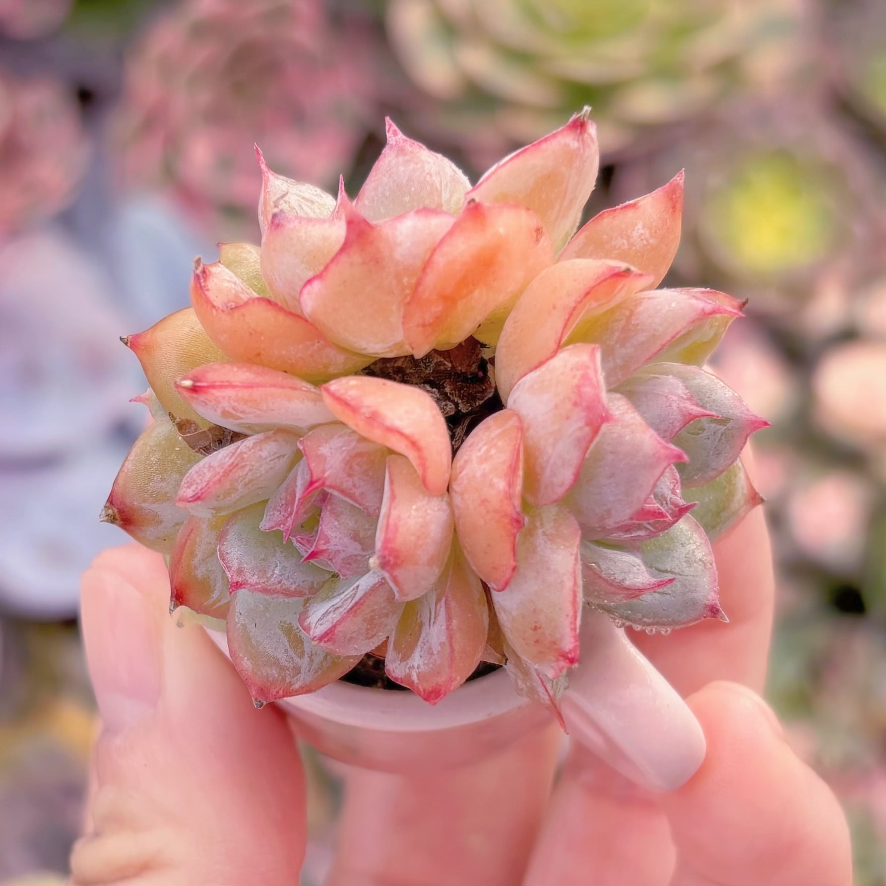 現品　クランベリー#707　群生　るる農園