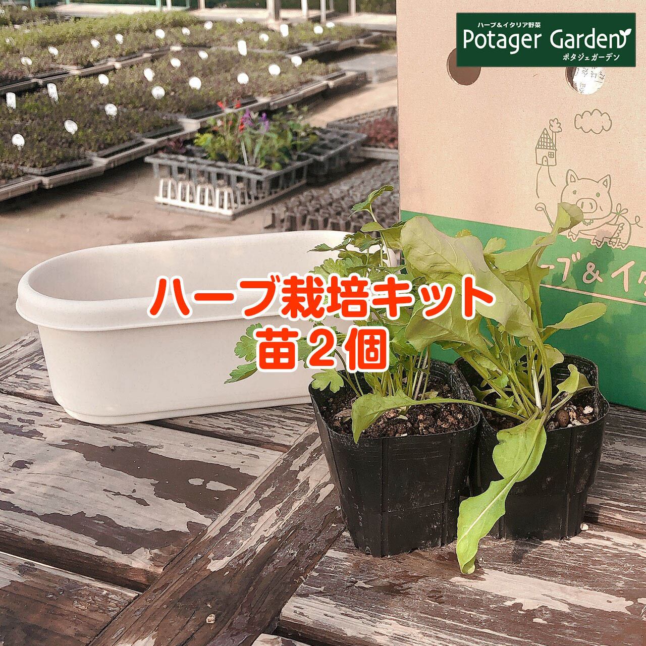 ハーブ 栽培キット（プラ製 白 苗2個） | ハーブ苗のポタジェガーデン 本店