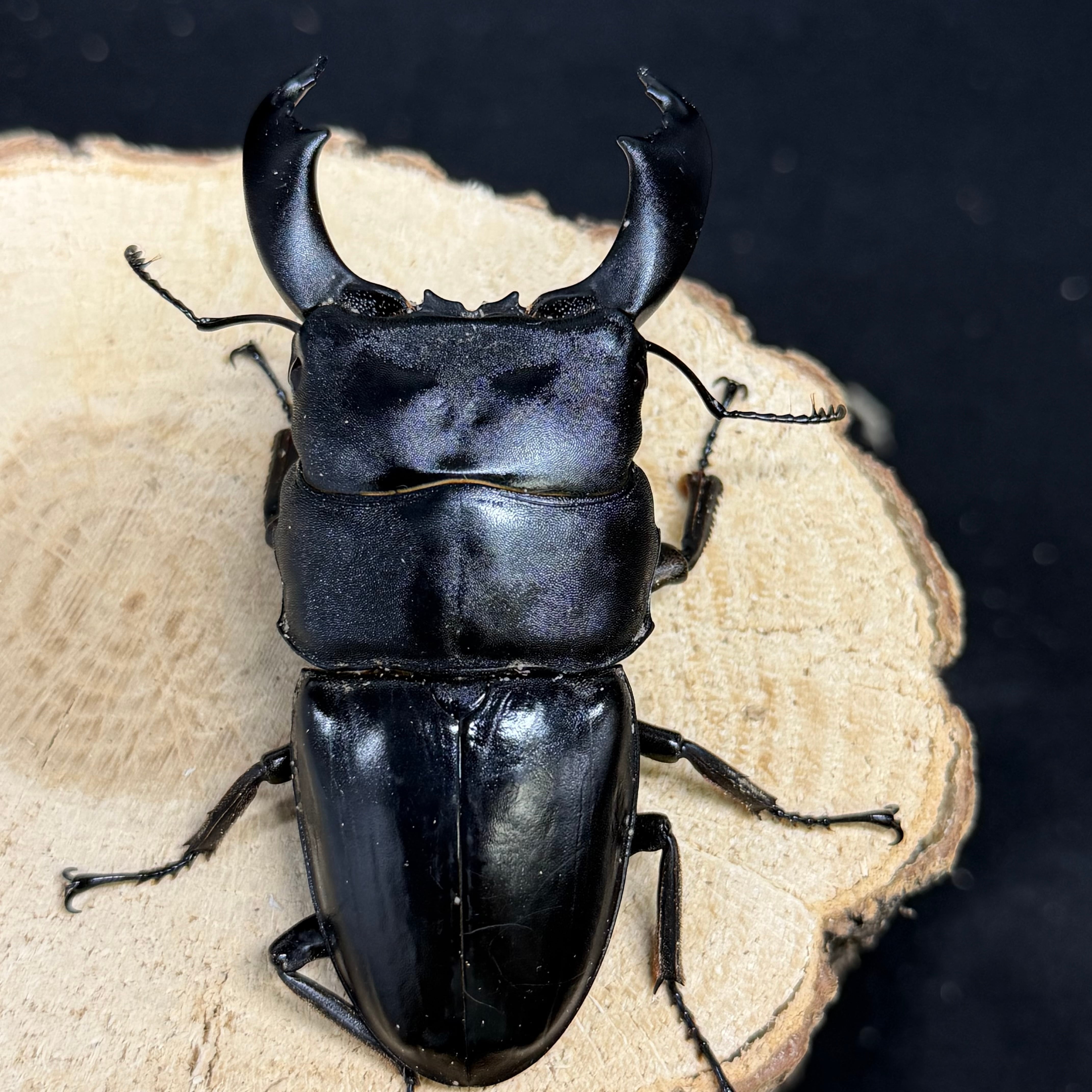 4/11入荷コロンビア便】クルビコルニスオオミツノヒナカブト♂33mm完品