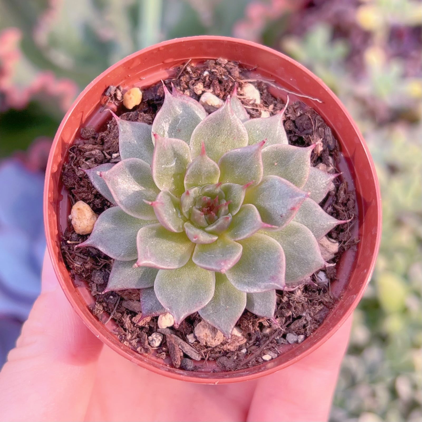 現品　紅星#K145　るる農園