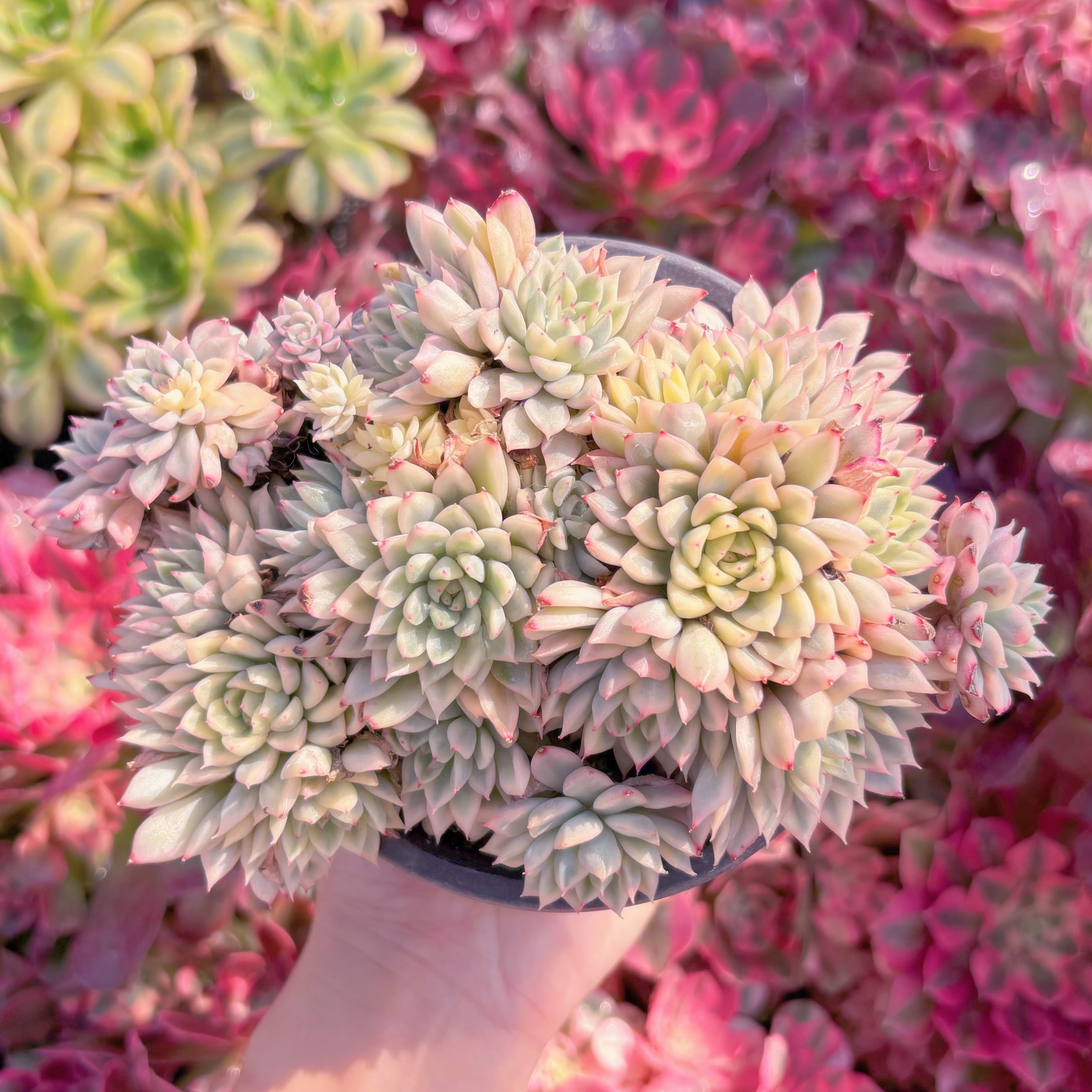 現品　女雛錦#K138　大群生　るる農園