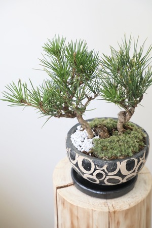 黒松 盆栽/Japanese black pine bonsai 　※陶器鉢付き