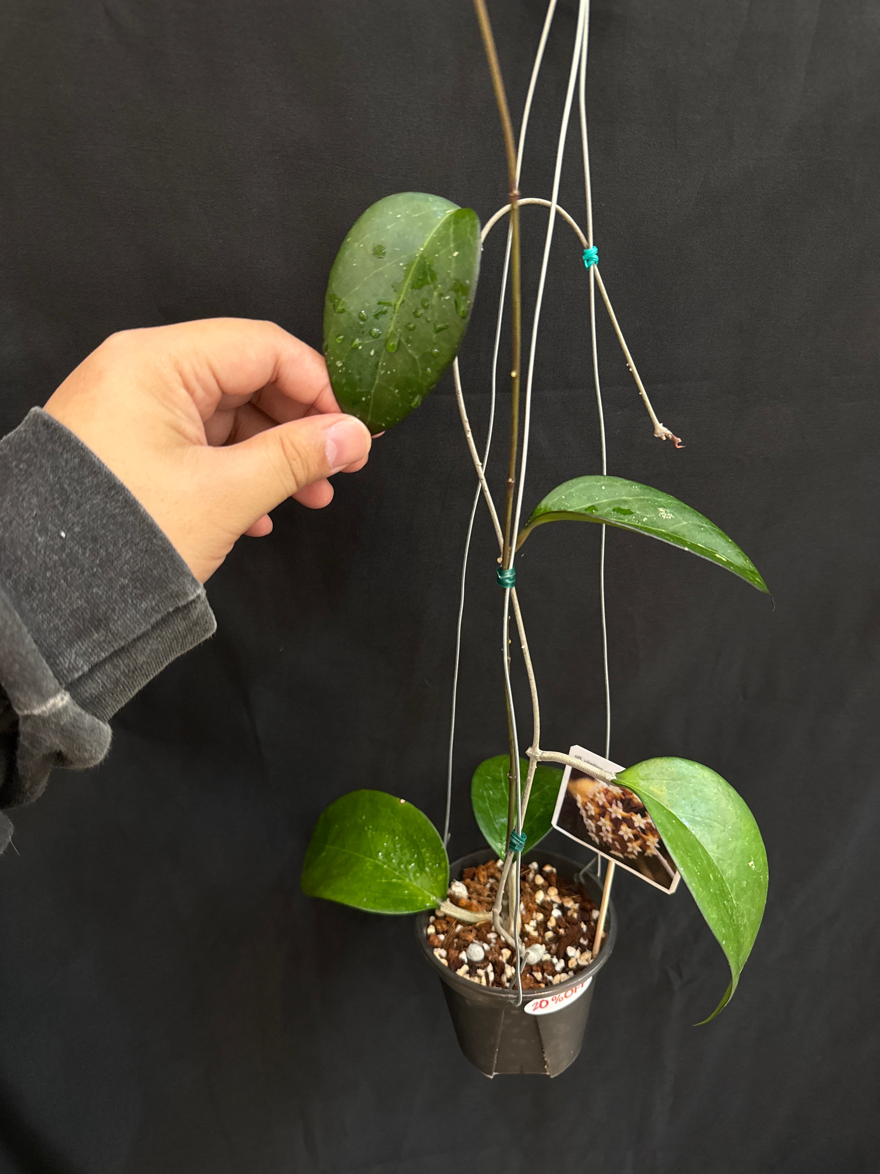 ホヤ・ディスキディア・洋蘭等 | Gardenえん 【観葉熱帯植物】