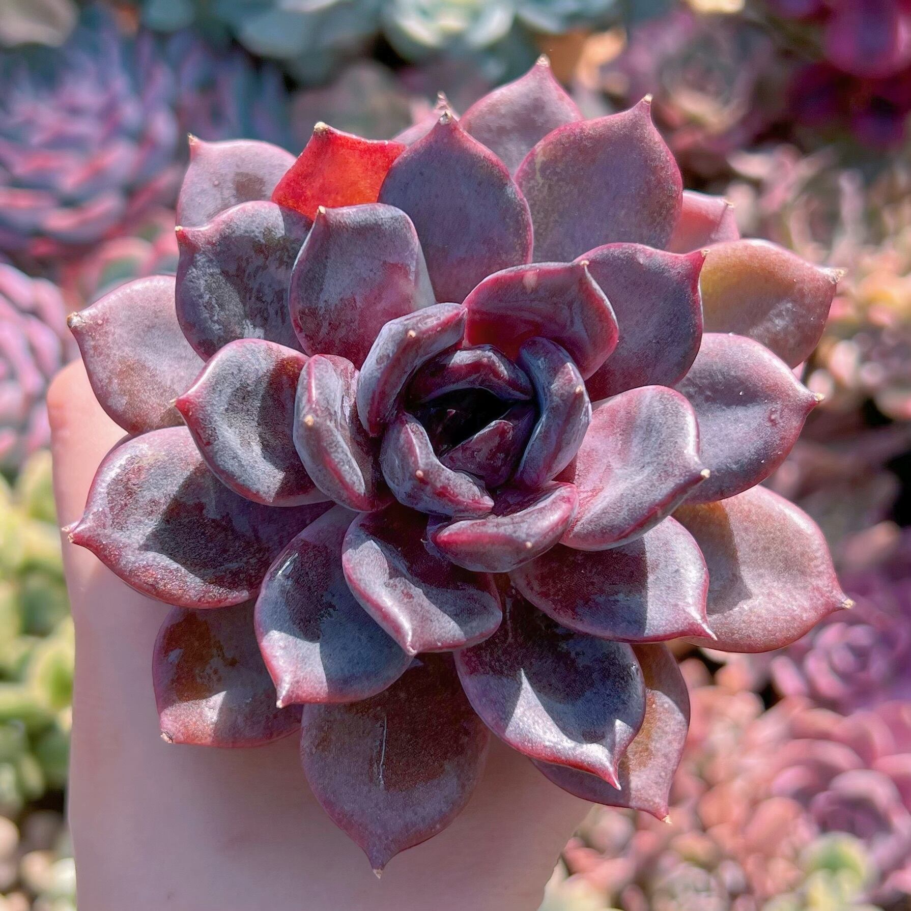 現品　チョコモカ#234　るる農園