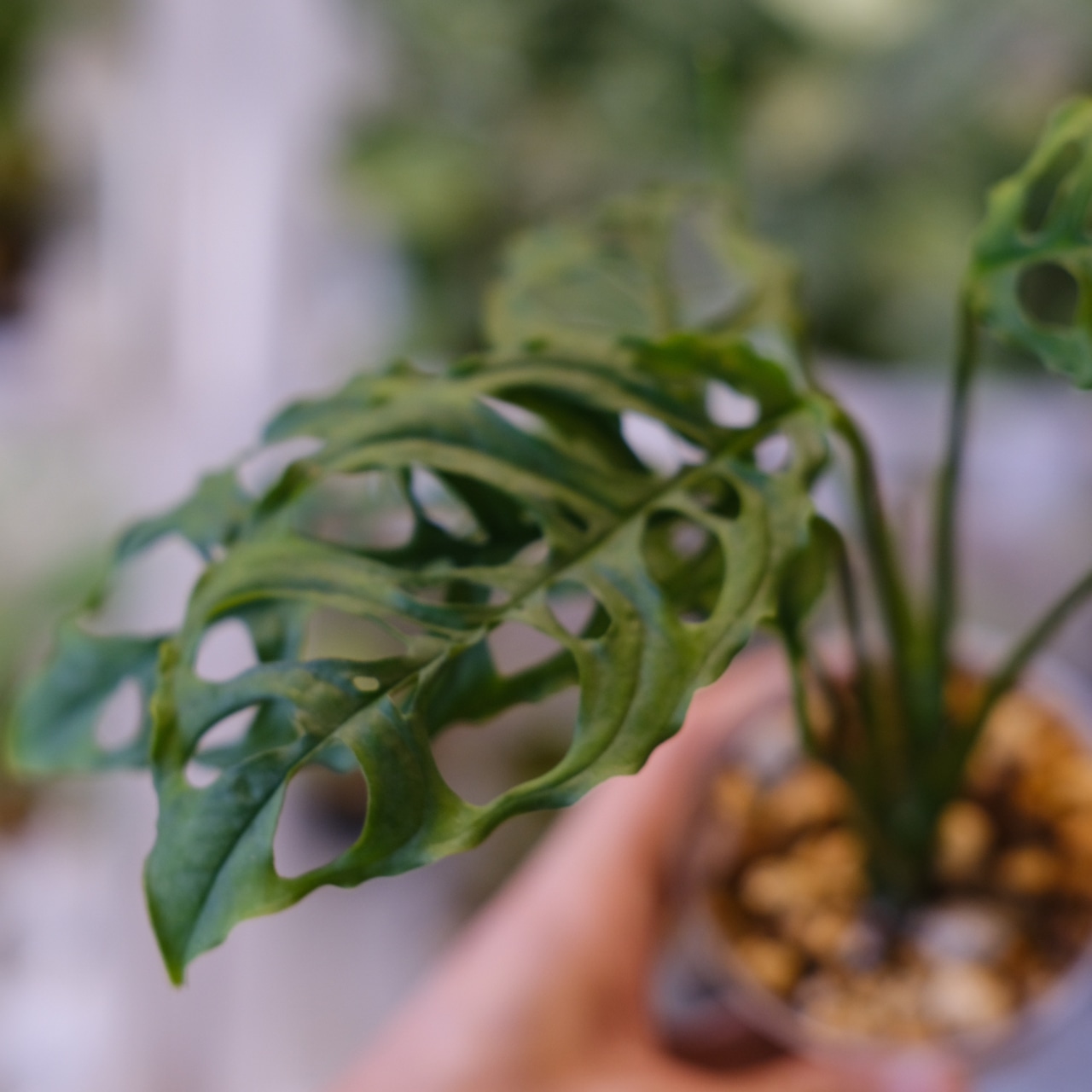 【実生】モンステラ オブリクア ペルー / Monstera Obliqua Peru②