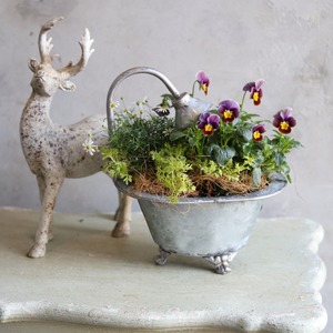 冬かや春に楽しむ寄せ植え｜バスタブSビオラフィロチョコ＆ブラキカムの寄せ植え　届いてすぐ玄関に飾れる 　プレゼントにもオススメ　