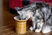 猫の食器台　オシャレな陶器の食器台　　（大型猫用）　新発売