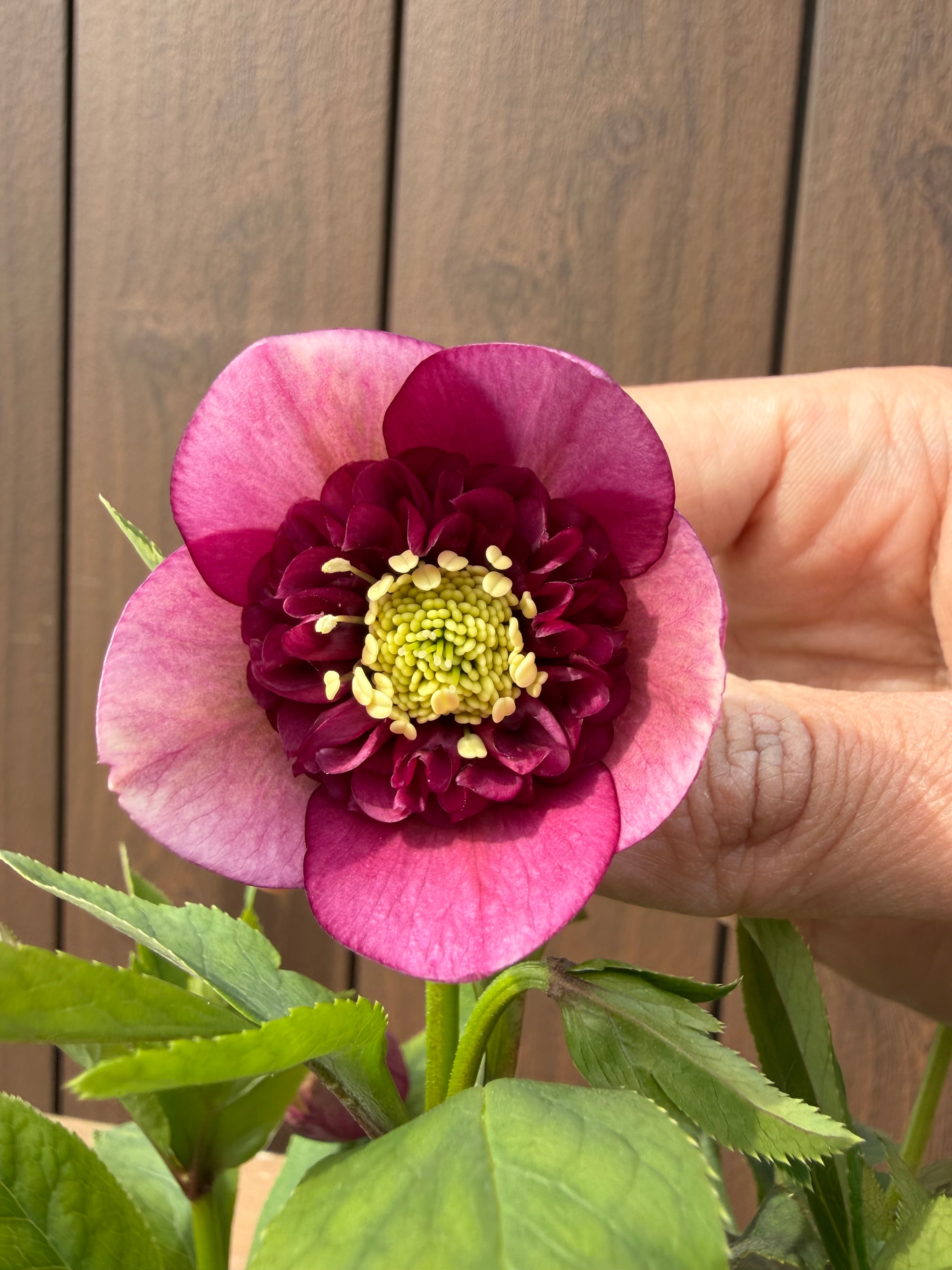 アンティークモーリー グロス交配 加藤農園 クリスマスローズ【Ka09