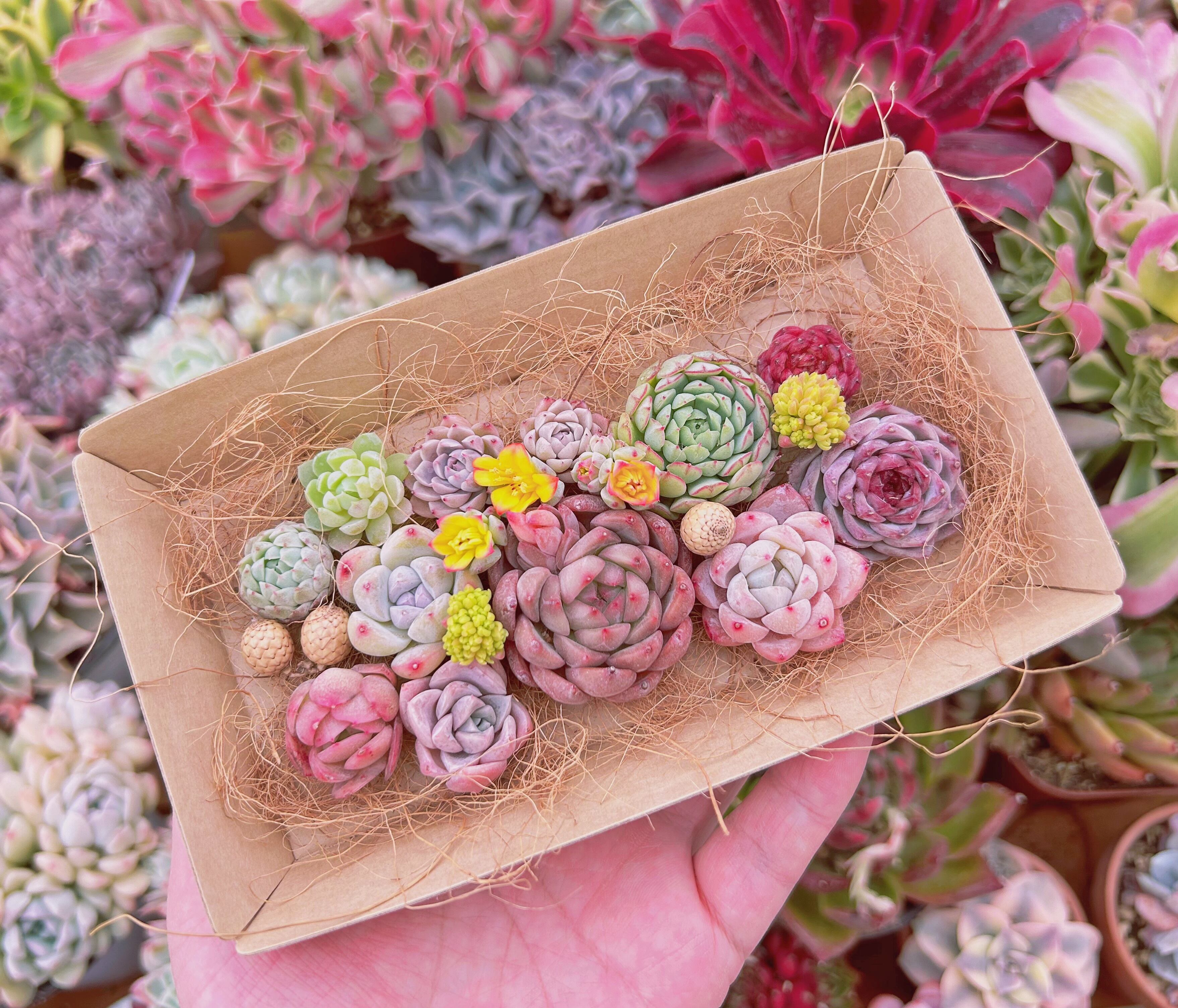 #347現物　多肉お弁当　トレーのまま発送