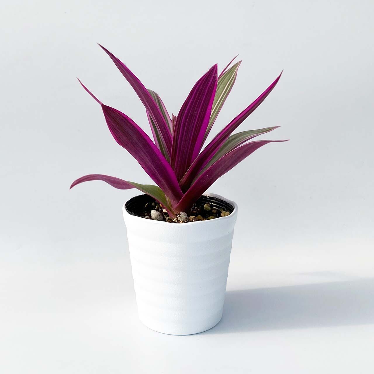 ３２ ムラサキオモト Inakougei イナコウゲイ 観葉植物 鉢 多肉 猫用品