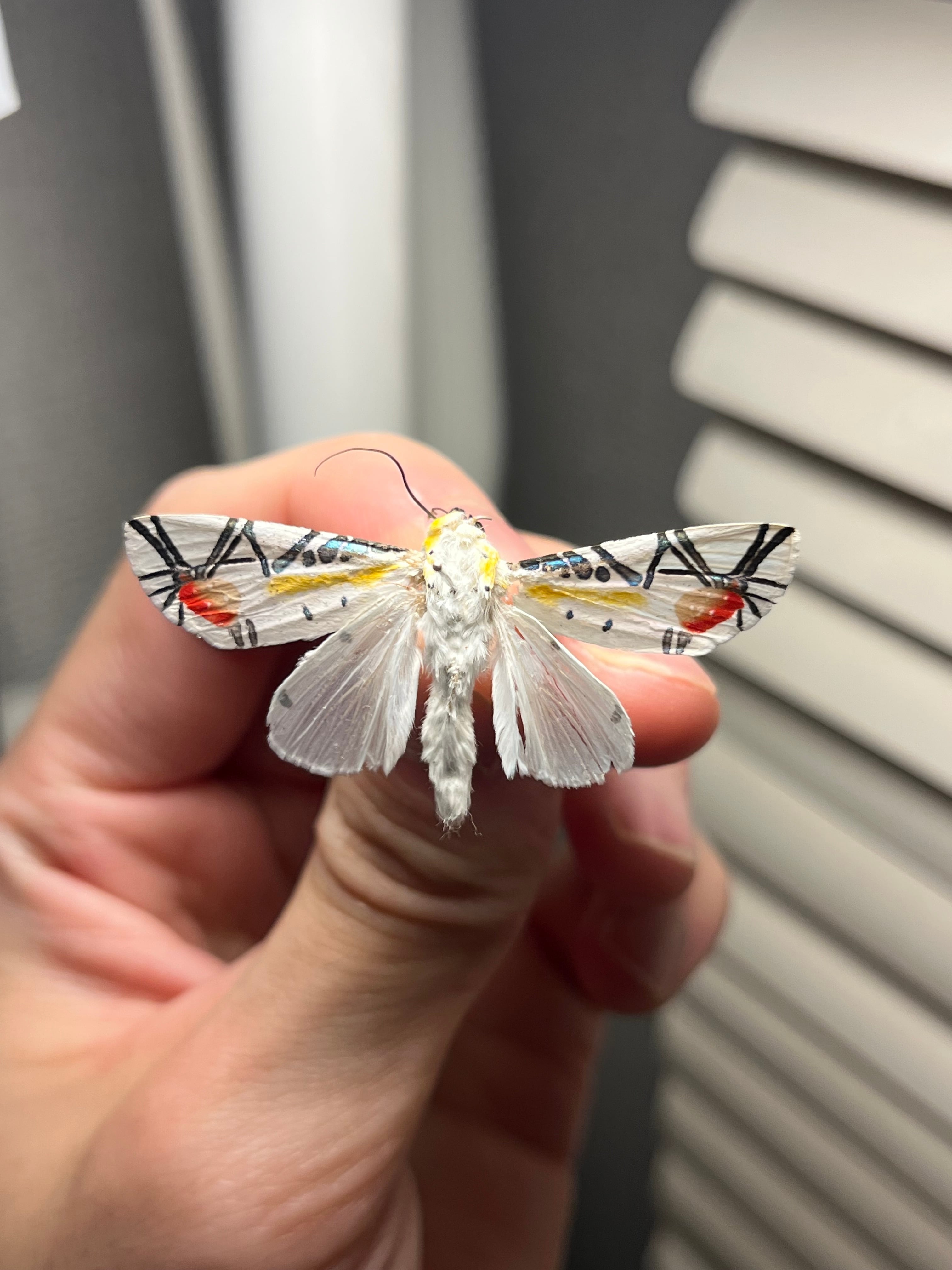 蜻蛉希少種】オオアゴヘビトンボ ペルー産 奇蟲 タランチュラ ムカデ