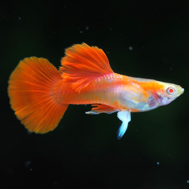 【セール】RREAレッドテールタキシード　若魚2ペア