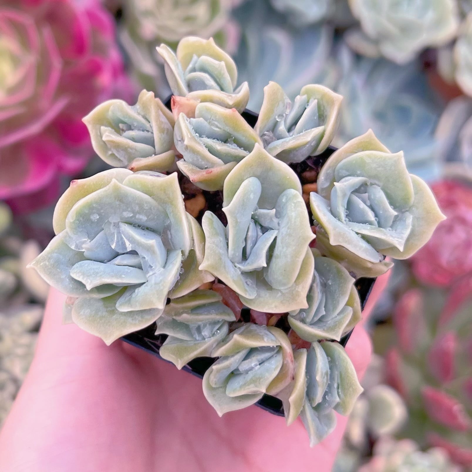 現品　ラブリーローズ#634　古株　るる農園