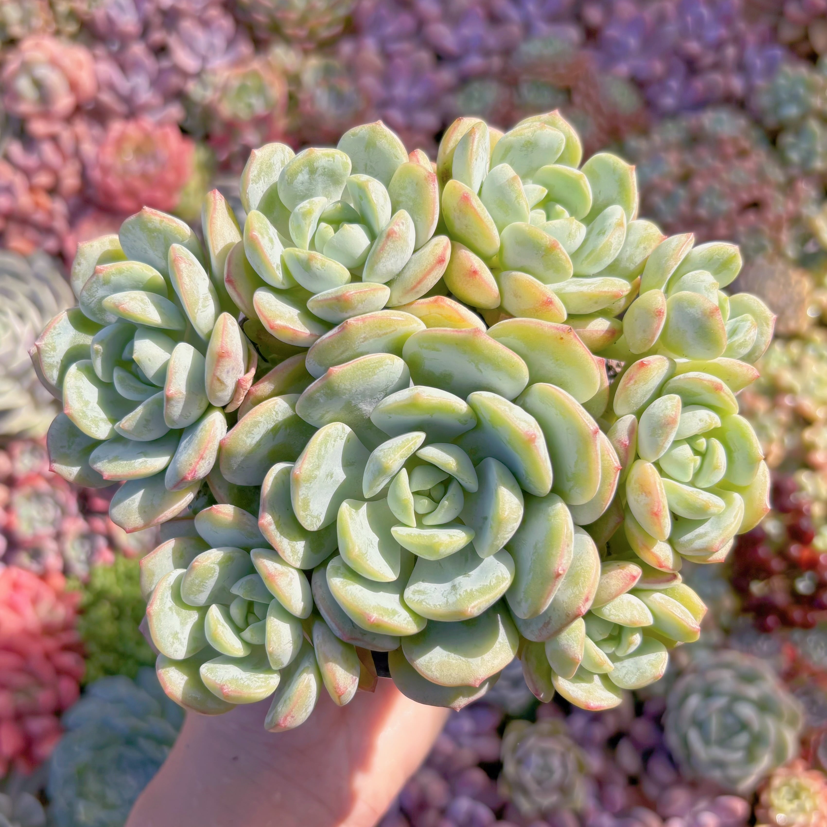 多肉植物　バニラビズ(L)　群生　新入荷　るる農園
