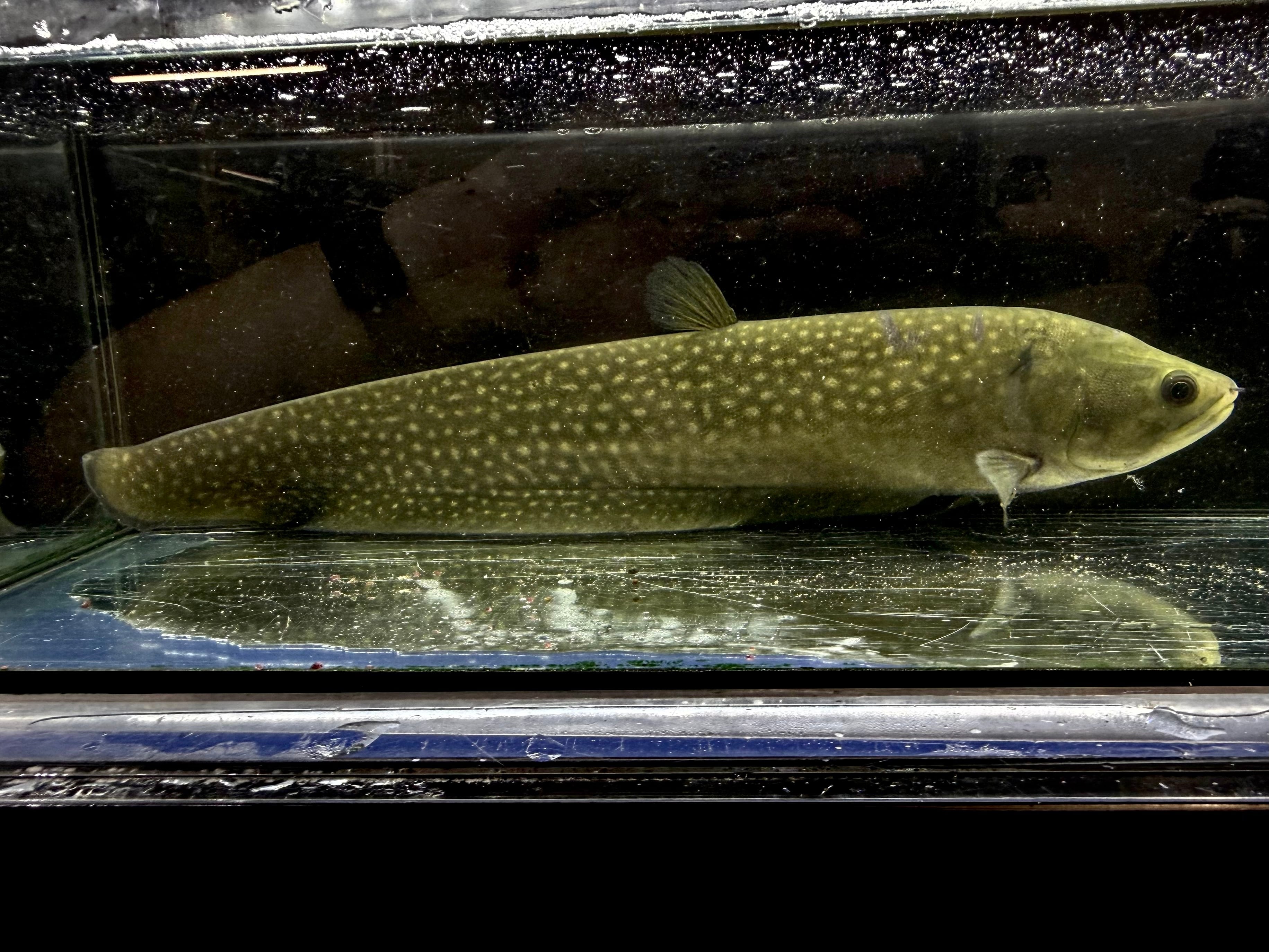 古代魚/大型魚 | AQUASTYLEG