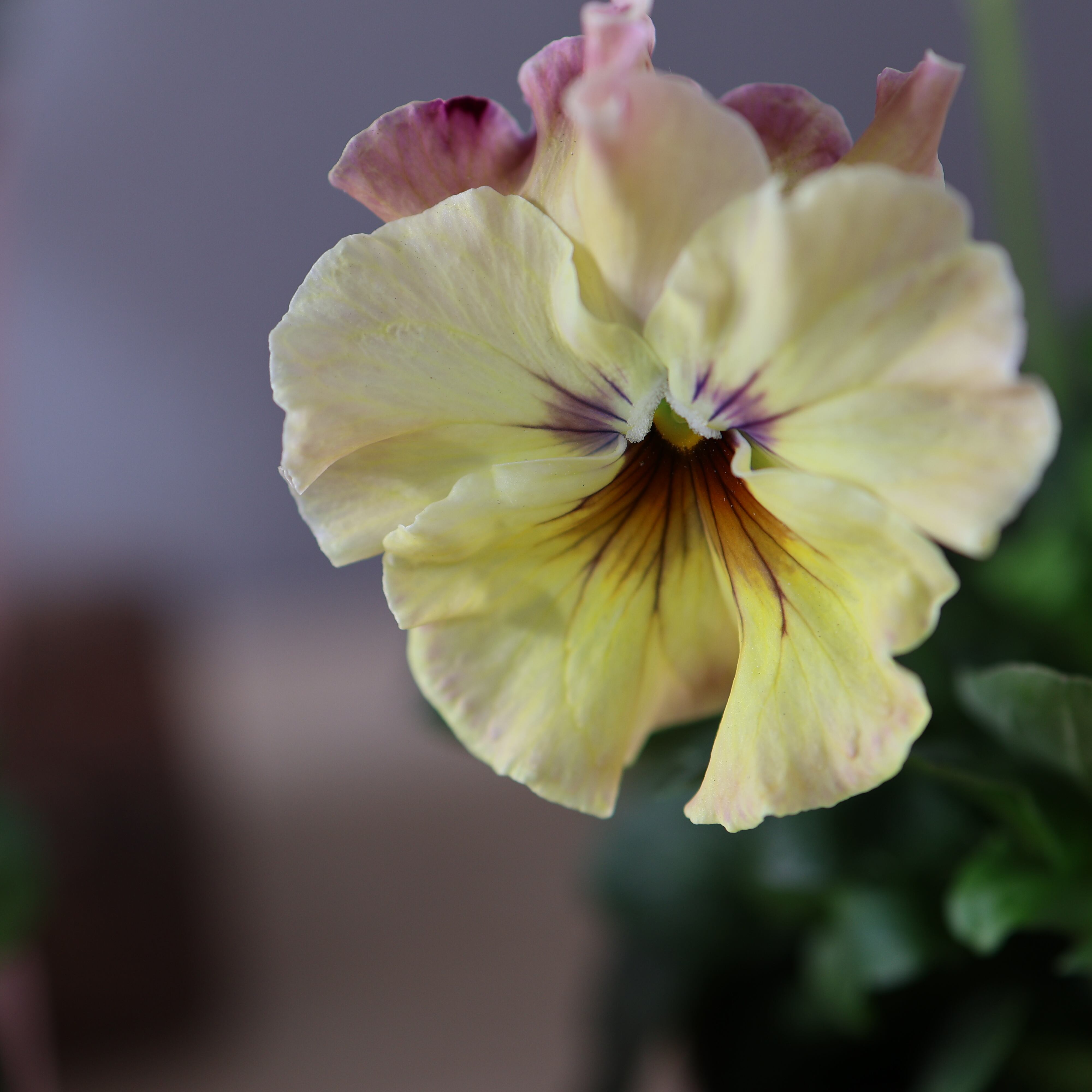 480 桂楓園さんオリジナルのフリル咲きパンジー『フェデネージュ モネ