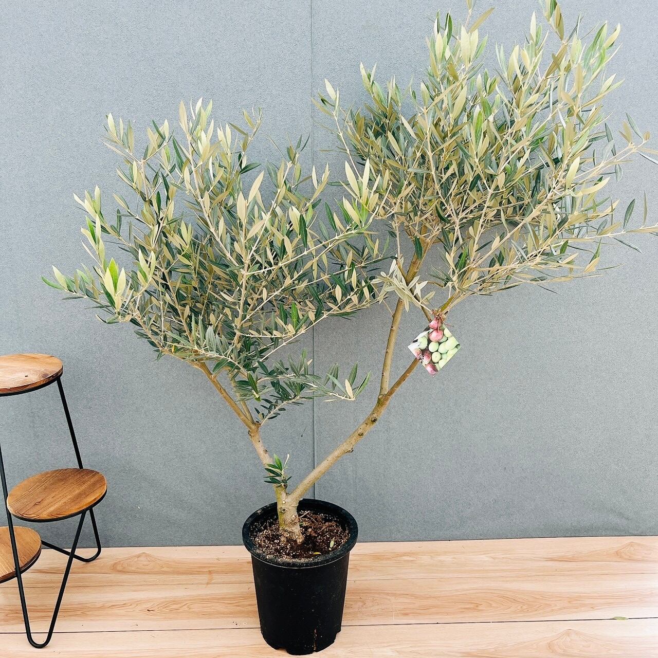 現品］95番 フィカス アルテシマ 8号 観葉植物 室内 大型 ゴムの木