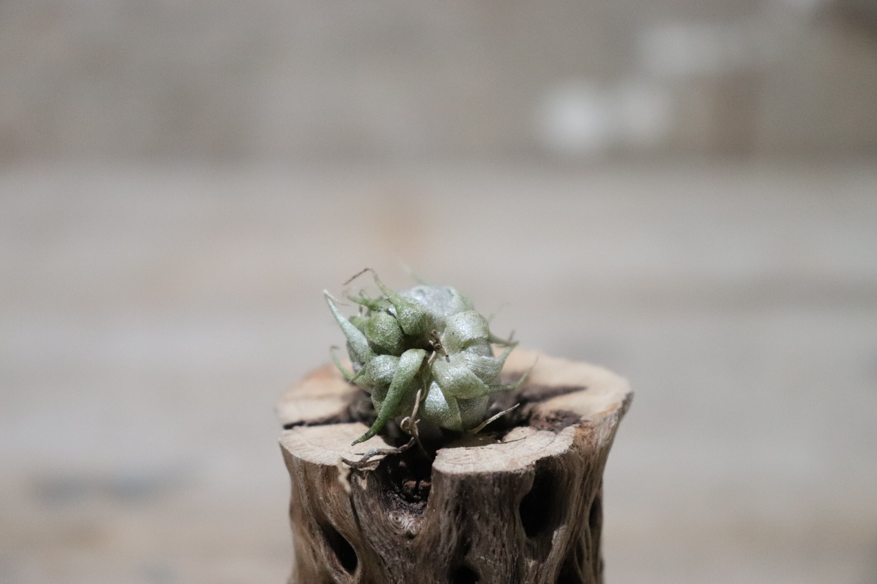 送料無料】kautskyi〔エアプランツ〕現品発送T1666 | plane plants