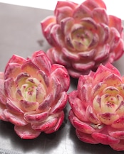 カット苗 デアデビル Echeveria 'Daredevil'