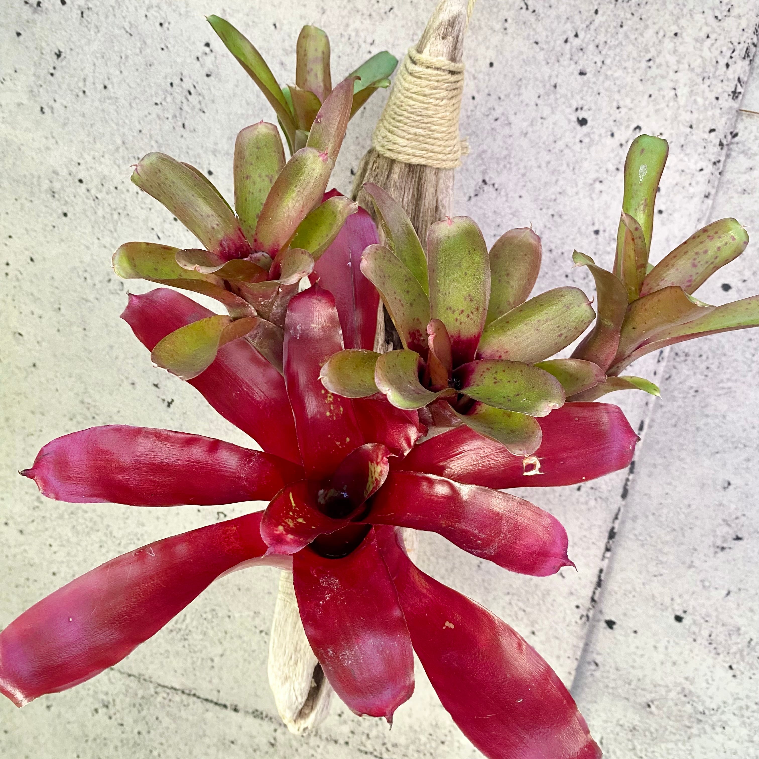 Planet Plants プラネットプランツ