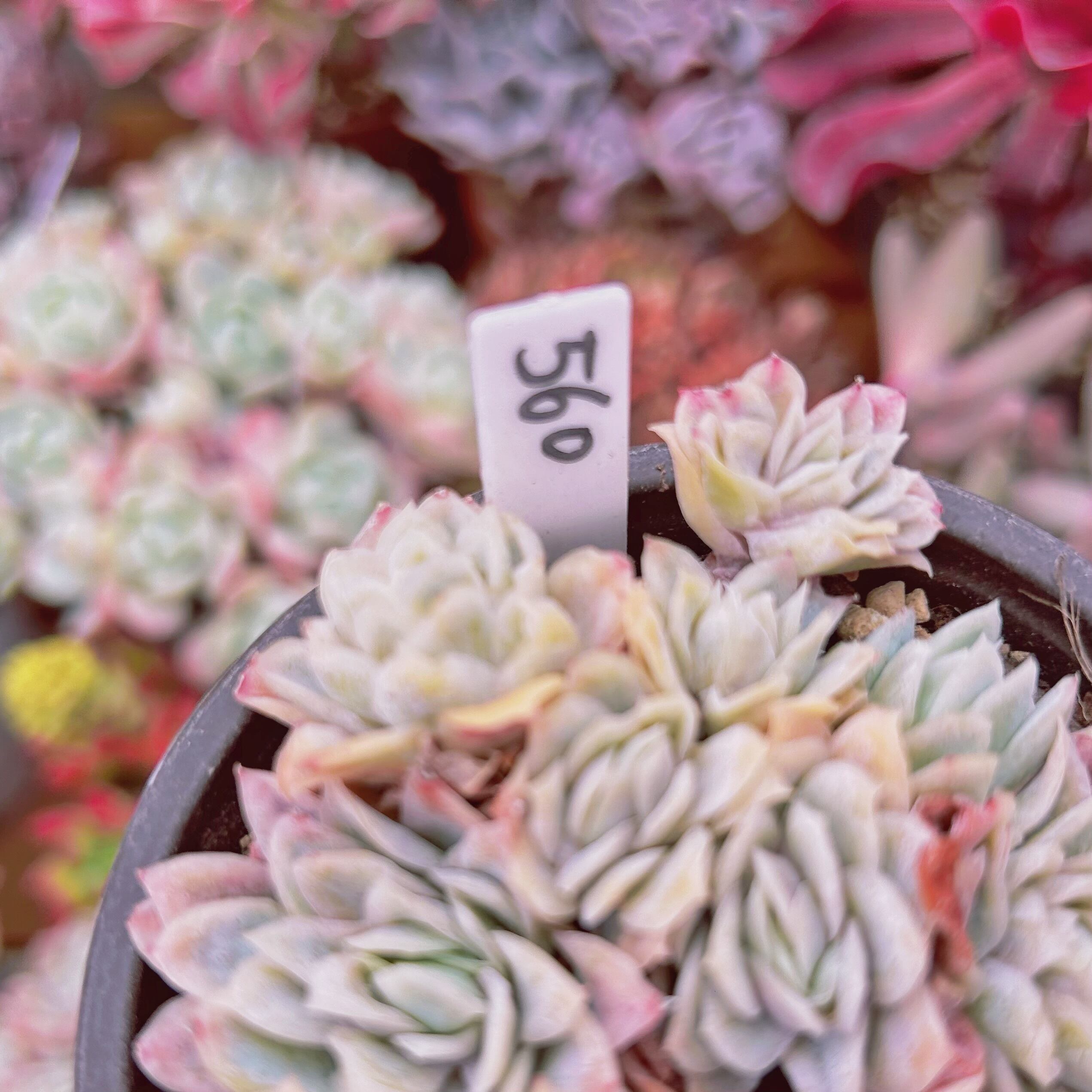 多肉植物 ローズクィーン錦♡抜き苗① ショップ 多肉植物 ローズ