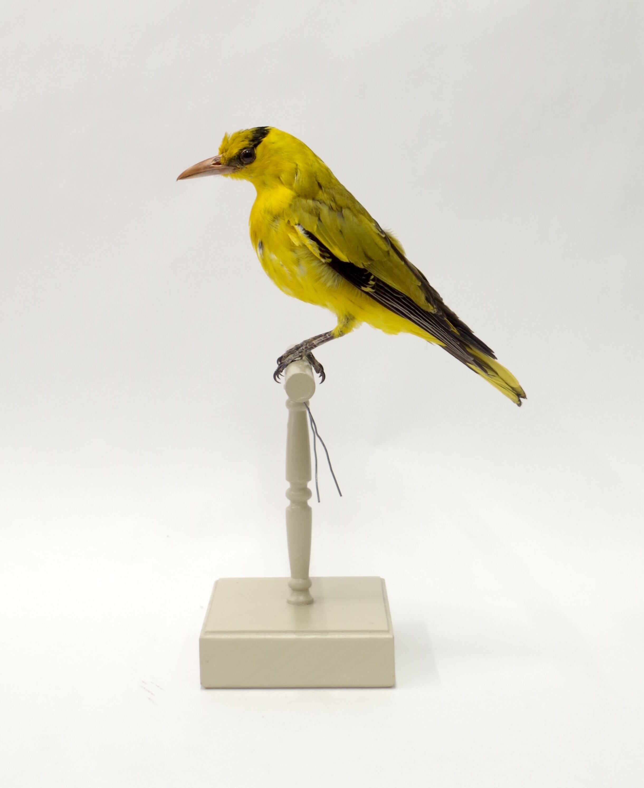 剥製 | アトリエ杉本