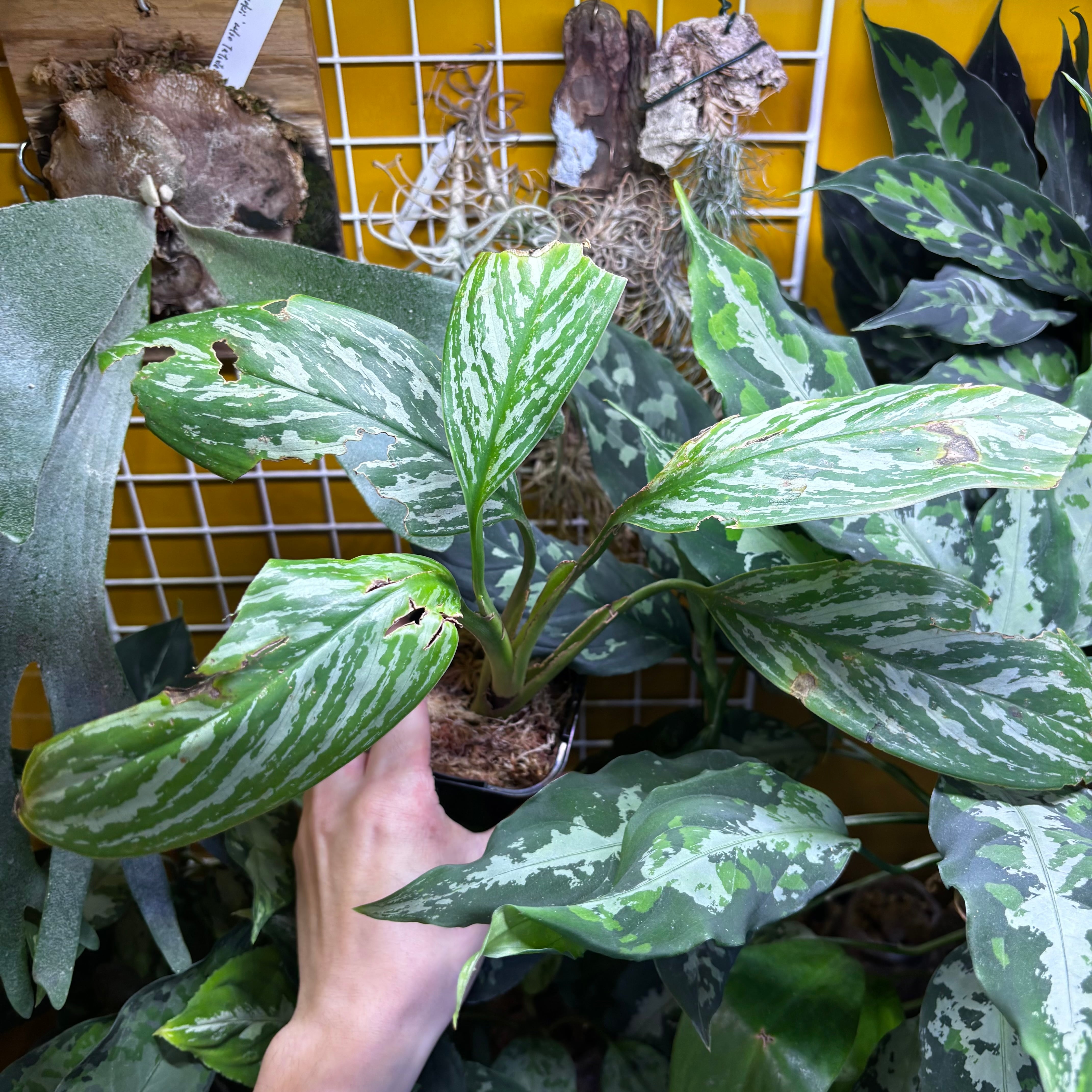 Aglaonema nitidum 