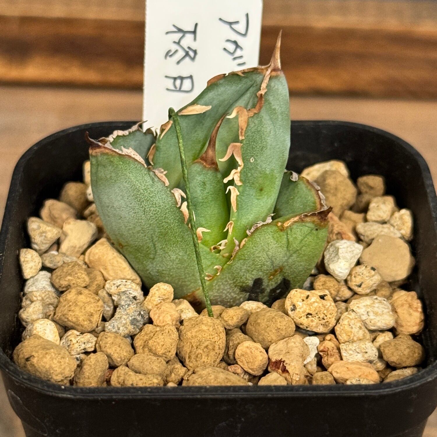 P.Willinckii cv. White Rose【artPLANTs】ビカクシダ/Platycerium