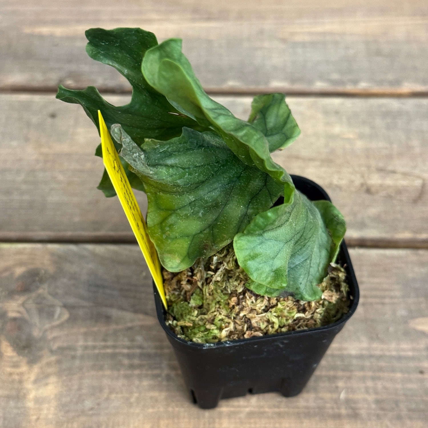 ビカクシダ Platycerium wandae 'Dwarf and Curling'【403
