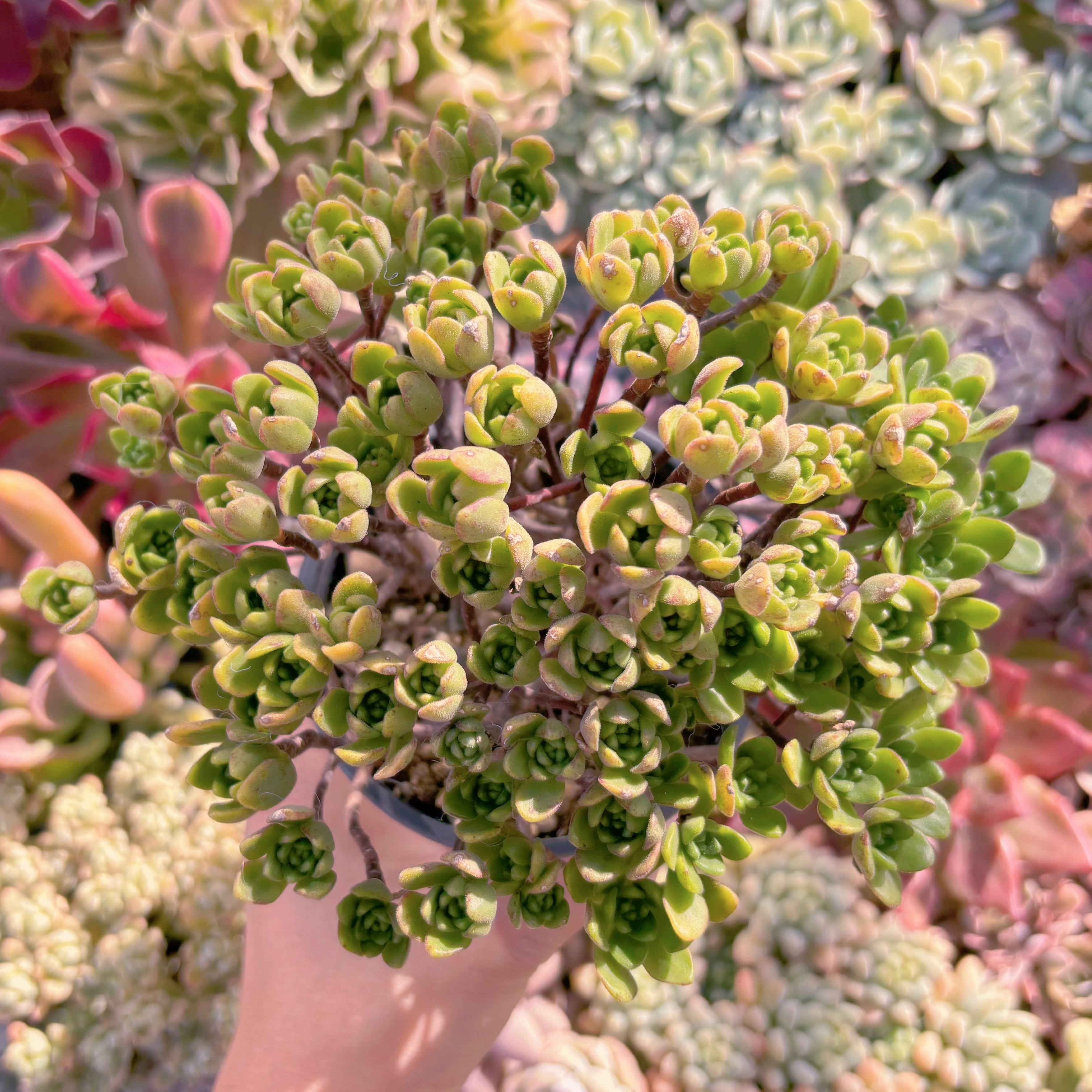 現品　little fox#2160　大群生　新入荷　るる農園