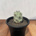 Ortegocactus macdougallii【オルテゴカクタス・マクドガリー】