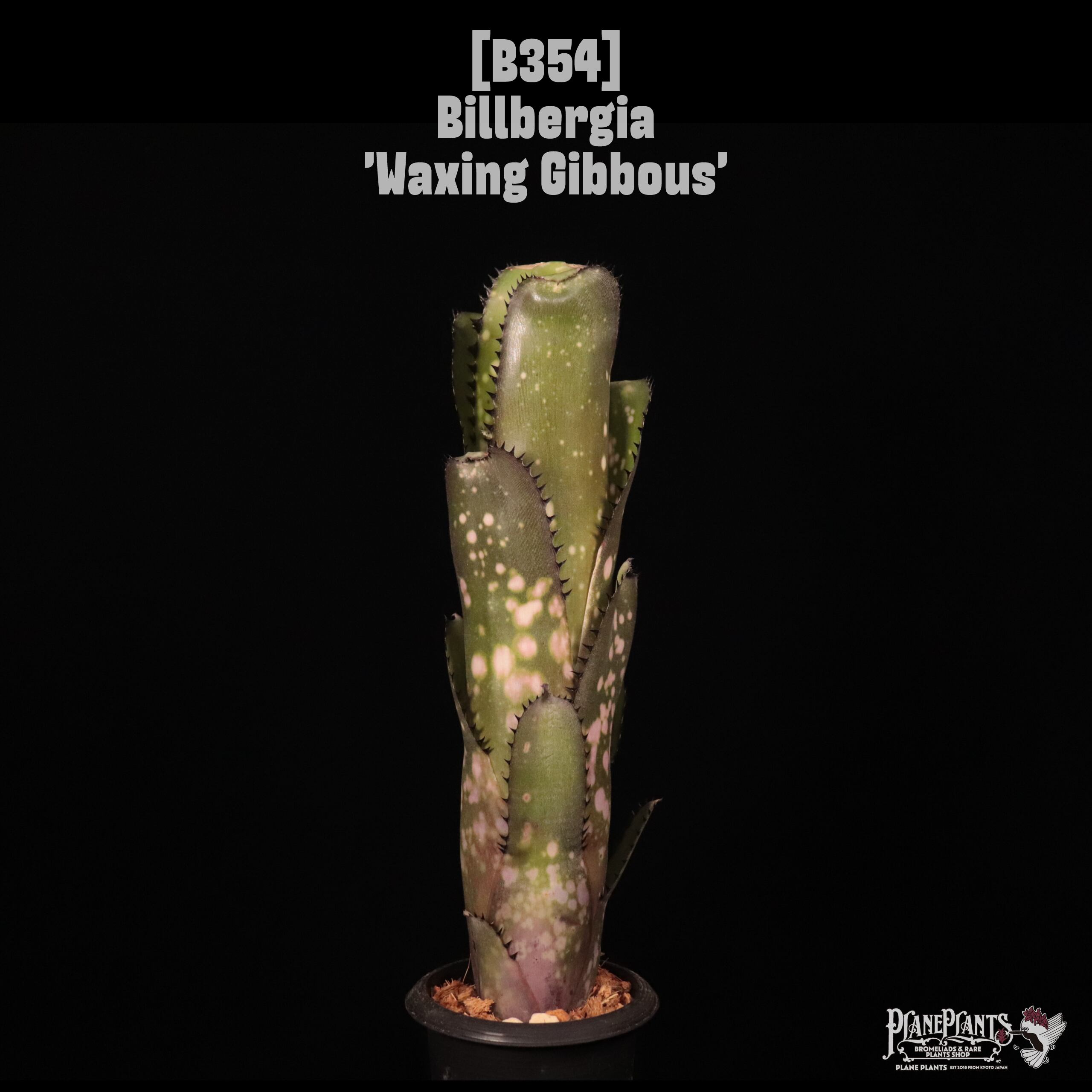 Billbergia 'Waxing Gibbous'〔ビルベルギア〕B354
