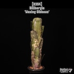 Billbergia 'Waxing Gibbous'〔ビルベルギア〕B354