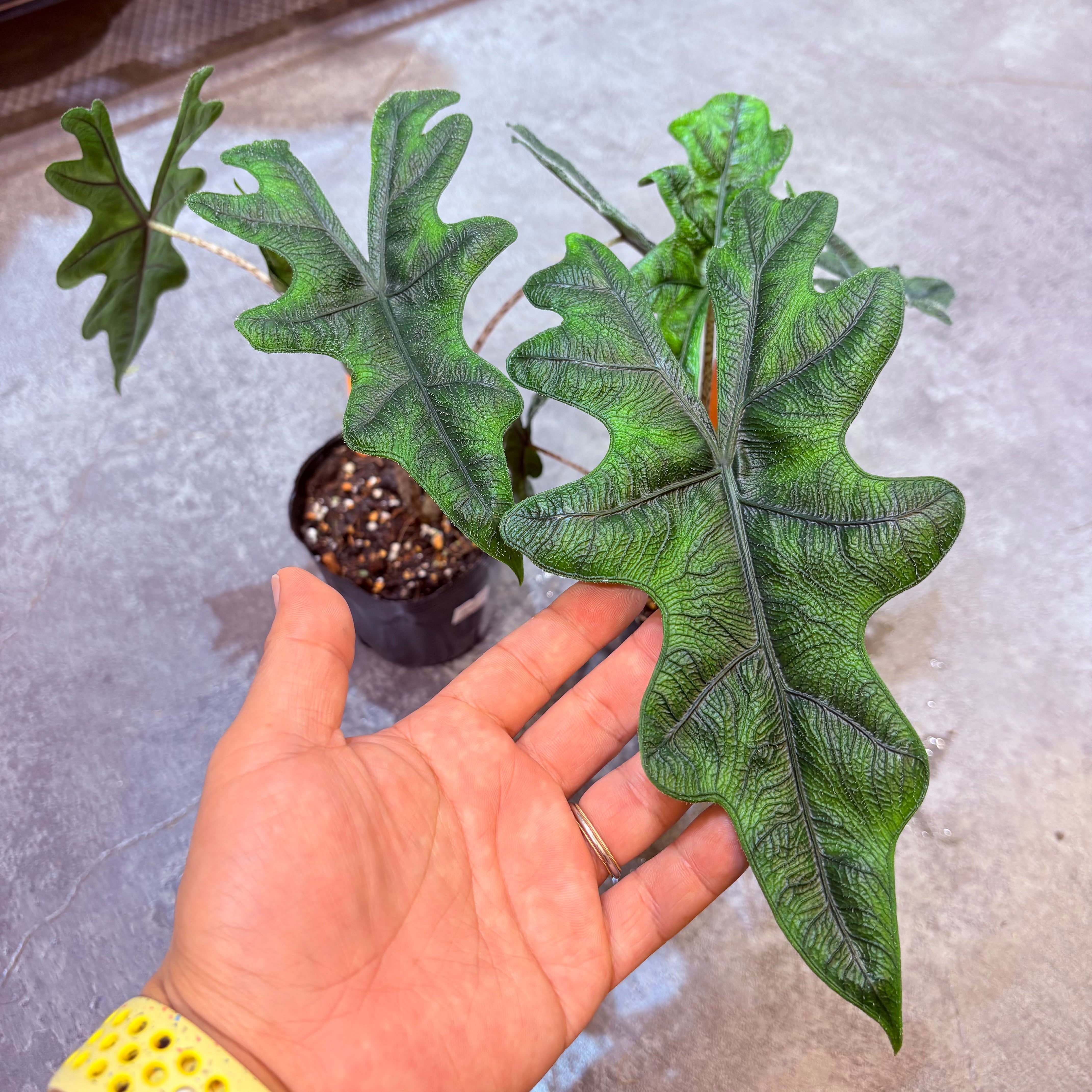 アロカシア ジャックリン 3.5号 | Green Vibes 宇都宮市の観葉植物専門店