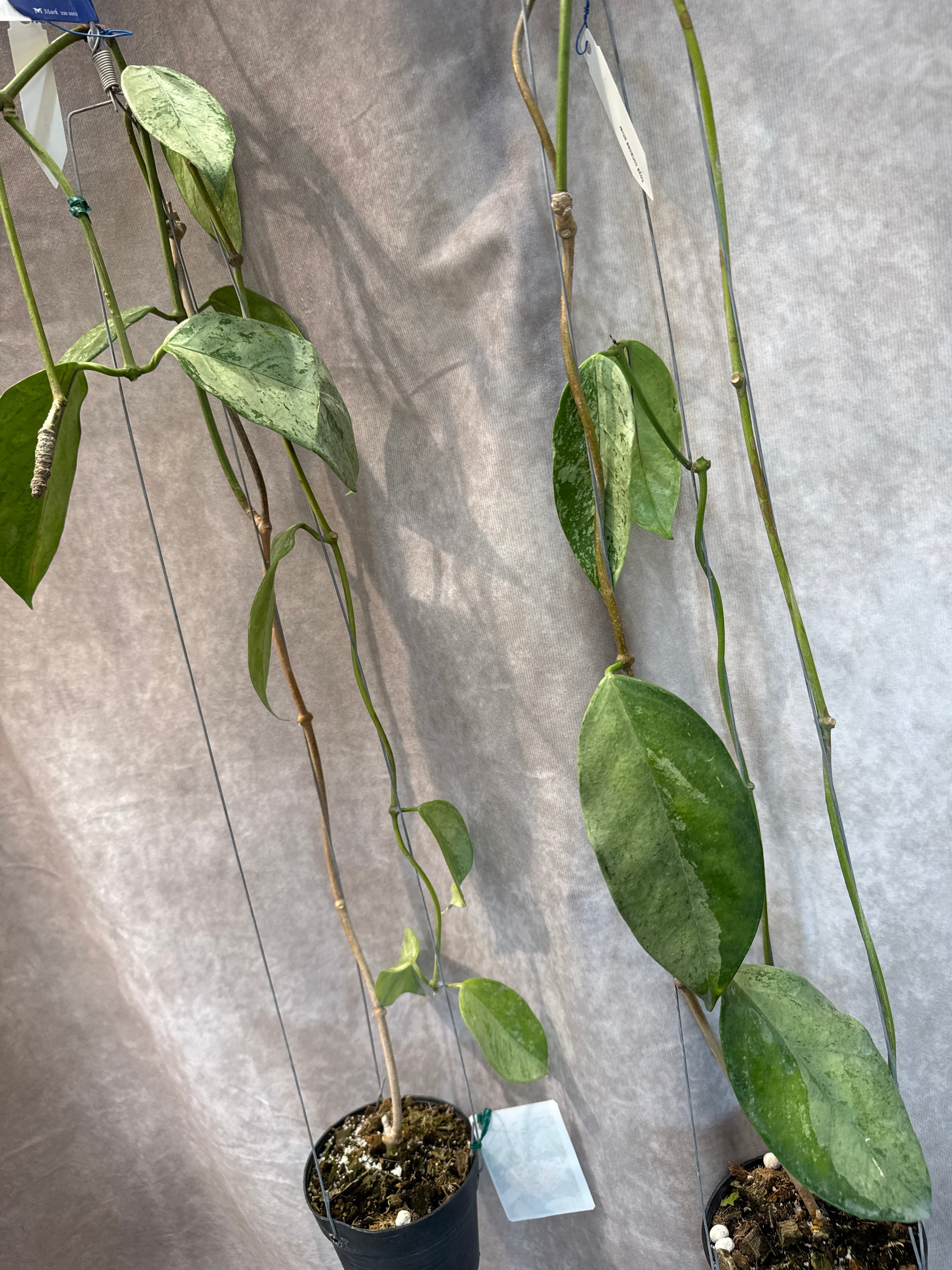 hoya coriacea silver / ホヤ コリアセア シルバー | Gardenえん