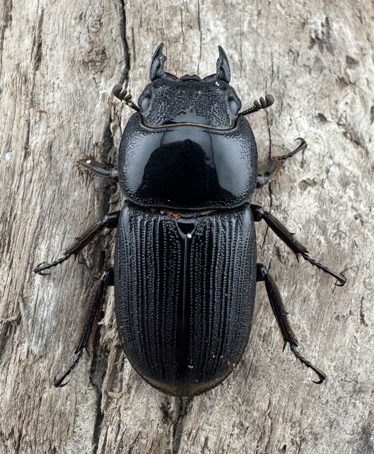 【WD】《ミンダナオパリーオオクワ キダパワン産 60mm A’品ペア》