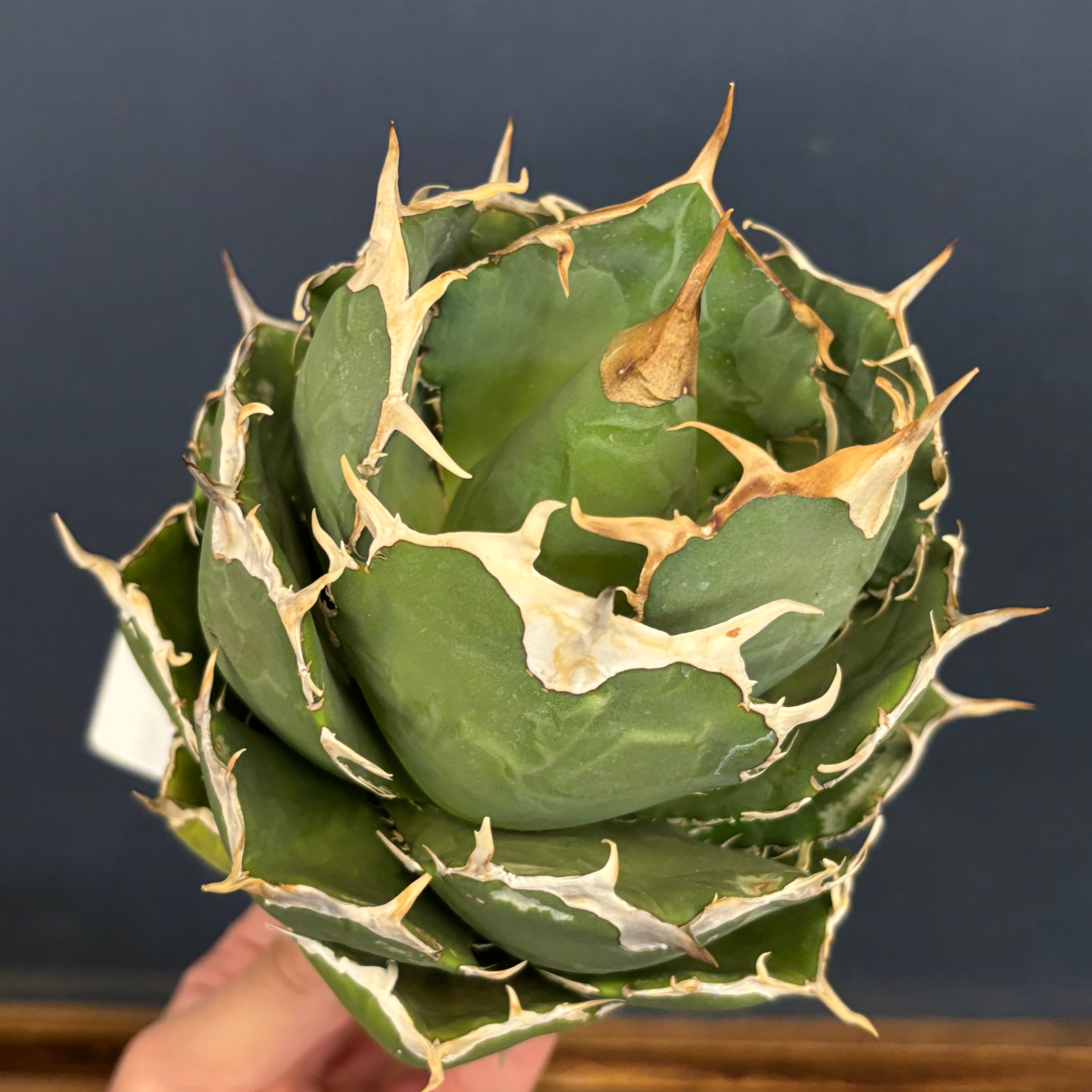 アガベ チタノタ マンガベ トゥースフェアリー カリフォルニア産 7号鉢 アガベ | PROTOLEAF プロトリーフ