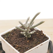 カット苗 ドロサンテマム シルバーシルクワーム Drosanthemum 'Silver Silkworm'
