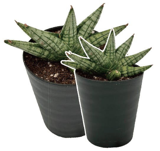 サンスベリア ハイブリッド CAESAR 2株セット 激レア 希少 ロリダ