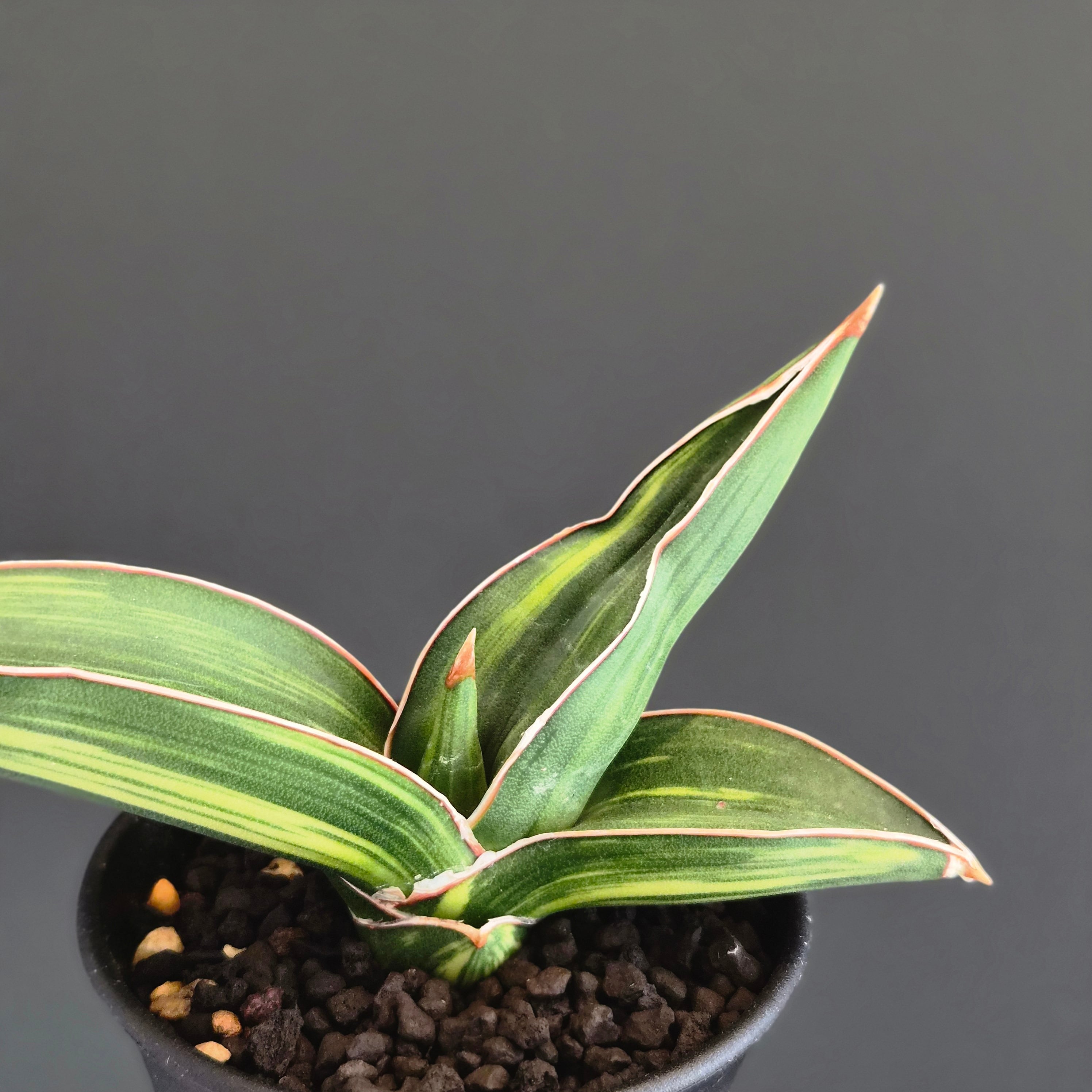 サンスベリア・サムライ・ドワーフ（Sansevieria 'Samurai Dwarf