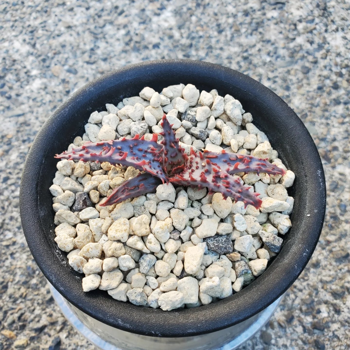 Aloe（アロエ） | レアプランツ通販サイトPlants Maniax（プランツ