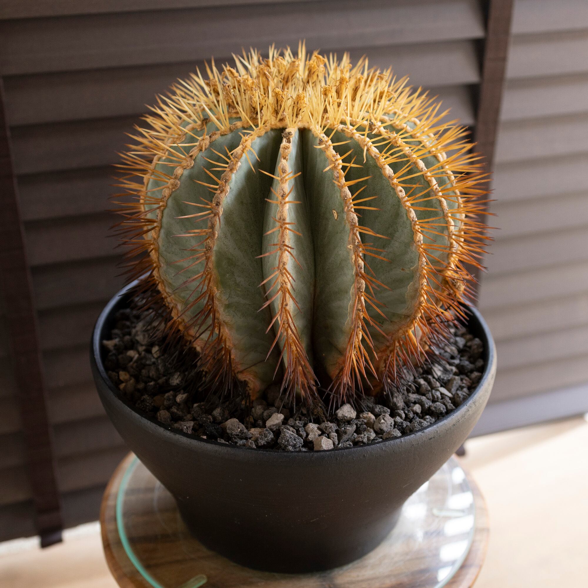発根済】30cm 王冠竜 群生株 フェロカクタス ブルーバレルカクタス