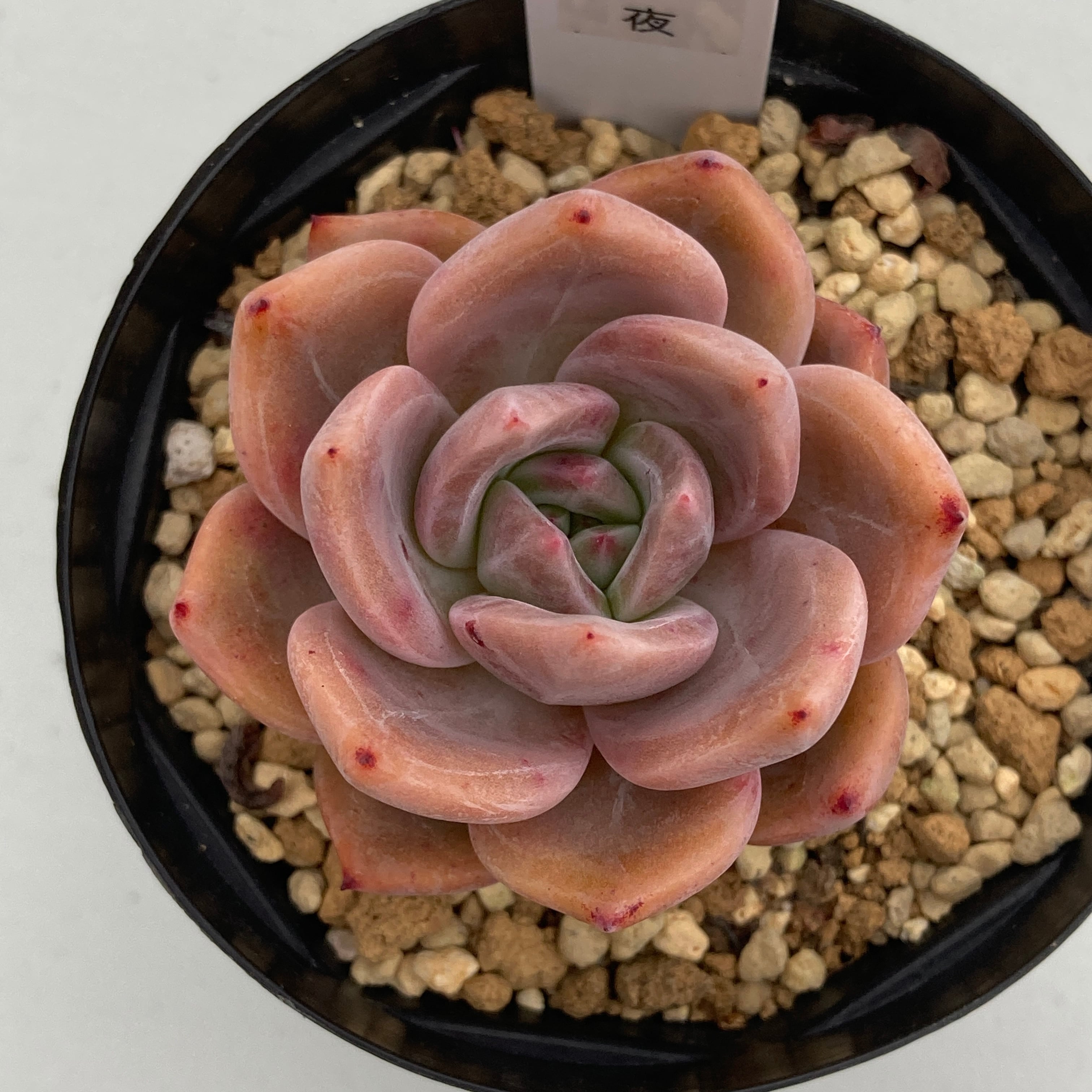 多肉植物 エケベリア・ 